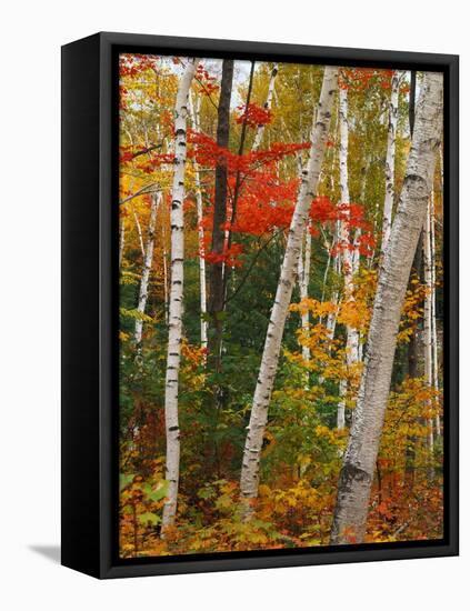 Birch and Maple Trees in Autumn-James Randklev-Framed Premier Image Canvas