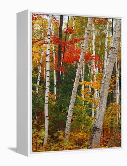 Birch and Maple Trees in Autumn-James Randklev-Framed Premier Image Canvas