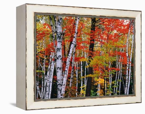 Birch and Maple Trees in Autumn-James Randklev-Framed Premier Image Canvas