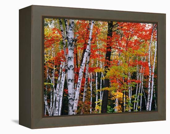 Birch and Maple Trees in Autumn-James Randklev-Framed Premier Image Canvas