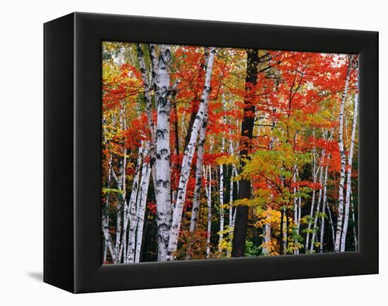 Birch and Maple Trees in Autumn-James Randklev-Framed Premier Image Canvas