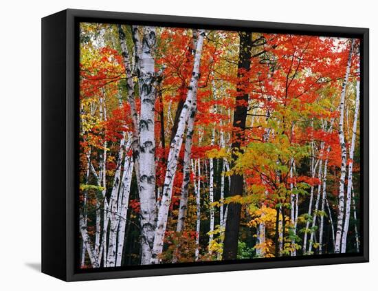 Birch and Maple Trees in Autumn-James Randklev-Framed Premier Image Canvas