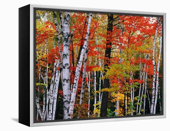 Birch and Maple Trees in Autumn-James Randklev-Framed Premier Image Canvas