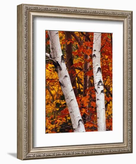 Birch and Maple Trees in Autumn-Darrell Gulin-Framed Photographic Print