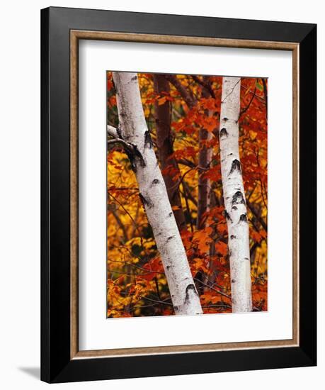 Birch and Maple Trees in Autumn-Darrell Gulin-Framed Photographic Print