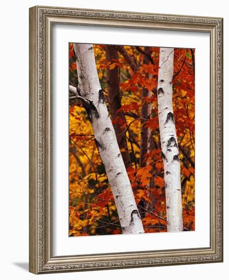 Birch and Maple Trees in Autumn-Darrell Gulin-Framed Photographic Print