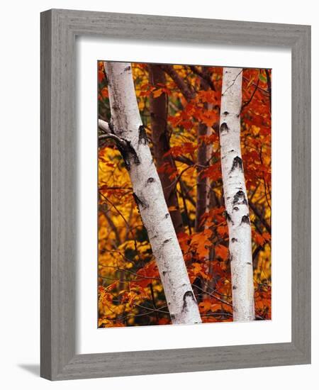 Birch and Maple Trees in Autumn-Darrell Gulin-Framed Photographic Print