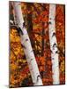 Birch and Maple Trees in Autumn-Darrell Gulin-Mounted Photographic Print