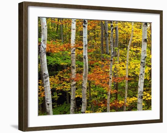 Birch and Maple Trees in Autumn-Darrell Gulin-Framed Photographic Print