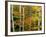 Birch and Maple Trees in Autumn-Darrell Gulin-Framed Photographic Print