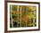 Birch and Maple Trees in Autumn-Darrell Gulin-Framed Photographic Print