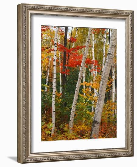 Birch and Maple Trees in Autumn-James Randklev-Framed Photographic Print