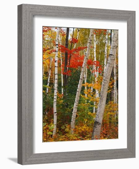 Birch and Maple Trees in Autumn-James Randklev-Framed Photographic Print
