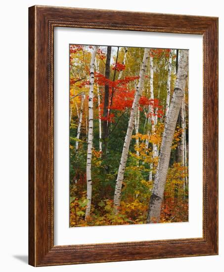 Birch and Maple Trees in Autumn-James Randklev-Framed Photographic Print