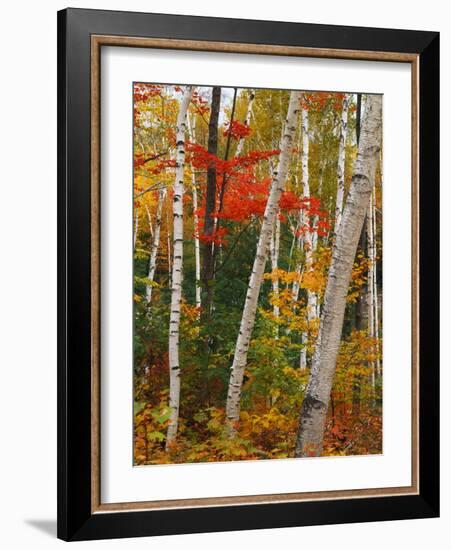 Birch and Maple Trees in Autumn-James Randklev-Framed Photographic Print