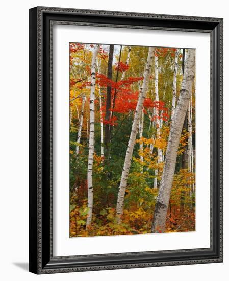 Birch and Maple Trees in Autumn-James Randklev-Framed Photographic Print