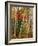 Birch and Maple Trees in Autumn-James Randklev-Framed Photographic Print