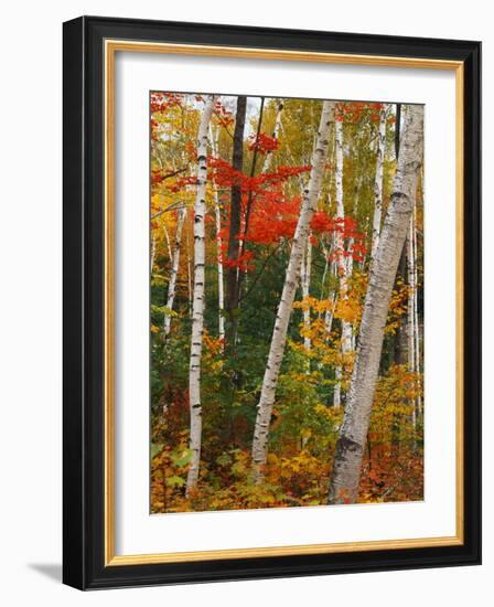 Birch and Maple Trees in Autumn-James Randklev-Framed Photographic Print