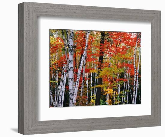 Birch and Maple Trees in Autumn-James Randklev-Framed Photographic Print