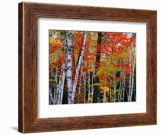 Birch and Maple Trees in Autumn-James Randklev-Framed Photographic Print