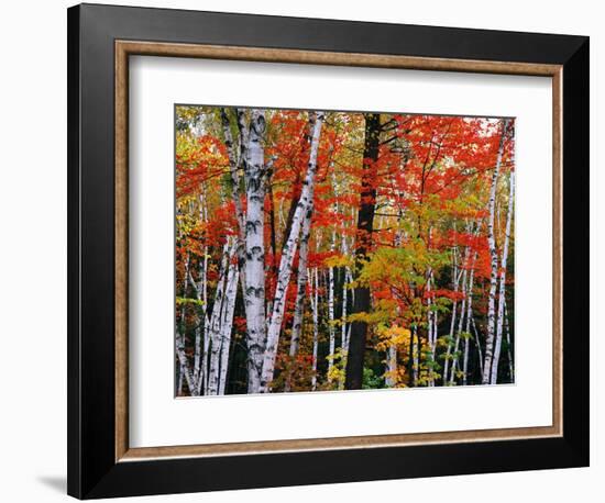 Birch and Maple Trees in Autumn-James Randklev-Framed Photographic Print