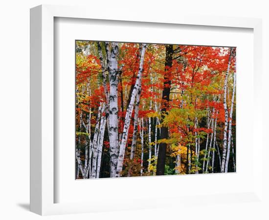 Birch and Maple Trees in Autumn-James Randklev-Framed Photographic Print