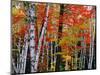 Birch and Maple Trees in Autumn-James Randklev-Mounted Photographic Print