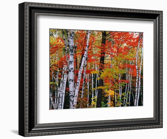 Birch and Maple Trees in Autumn-James Randklev-Framed Photographic Print