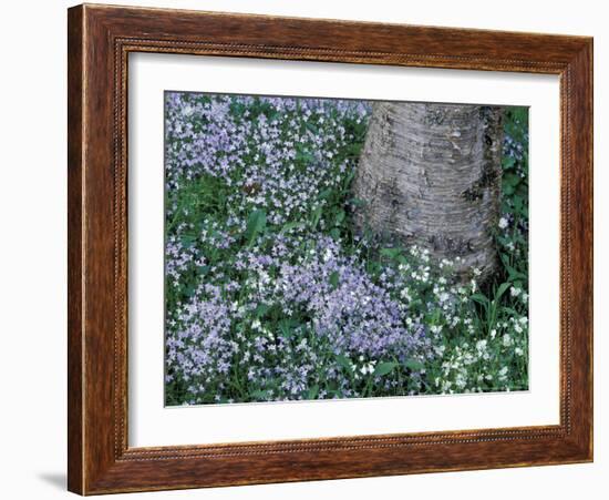 Birch and Wildflowers, Great Smoky Mountains National Park, Tennessee, USA-Darrell Gulin-Framed Photographic Print