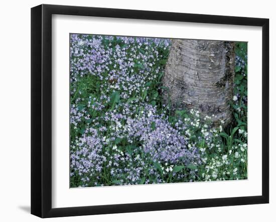 Birch and Wildflowers, Great Smoky Mountains National Park, Tennessee, USA-Darrell Gulin-Framed Photographic Print