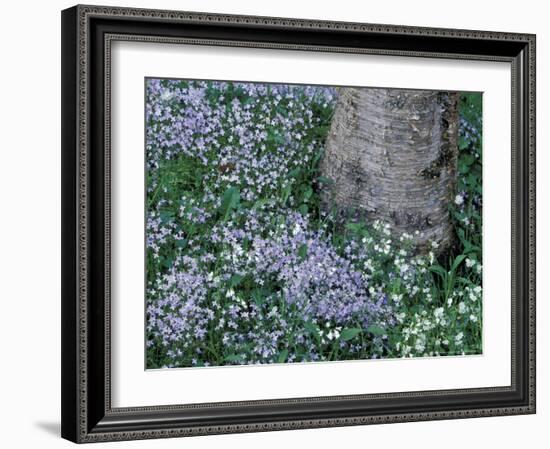 Birch and Wildflowers, Great Smoky Mountains National Park, Tennessee, USA-Darrell Gulin-Framed Photographic Print