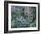 Birch and Wildflowers, Great Smoky Mountains National Park, Tennessee, USA-Darrell Gulin-Framed Photographic Print