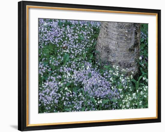 Birch and Wildflowers, Great Smoky Mountains National Park, Tennessee, USA-Darrell Gulin-Framed Photographic Print