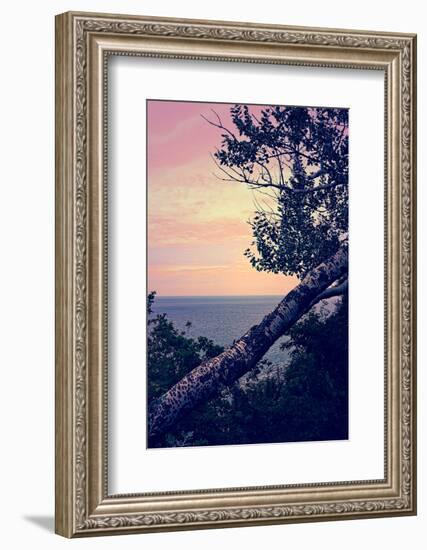 Birch At The Overlook-Michelle Calkins-Framed Photo