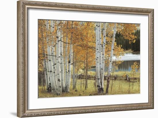 Birch Beauty-Mike Jones-Framed Giclee Print