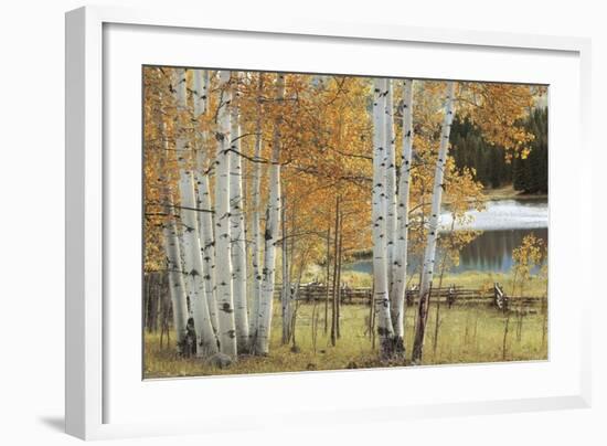 Birch Beauty-Mike Jones-Framed Giclee Print