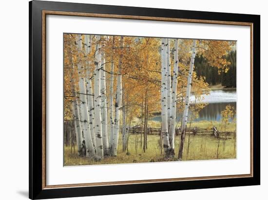 Birch Beauty-Mike Jones-Framed Giclee Print