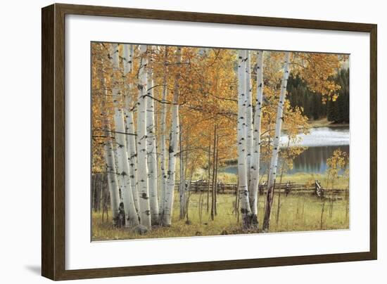 Birch Beauty-Mike Jones-Framed Giclee Print