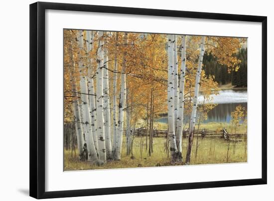 Birch Beauty-Mike Jones-Framed Giclee Print