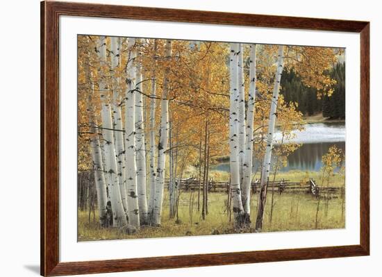 Birch Beauty-Mike Jones-Framed Giclee Print