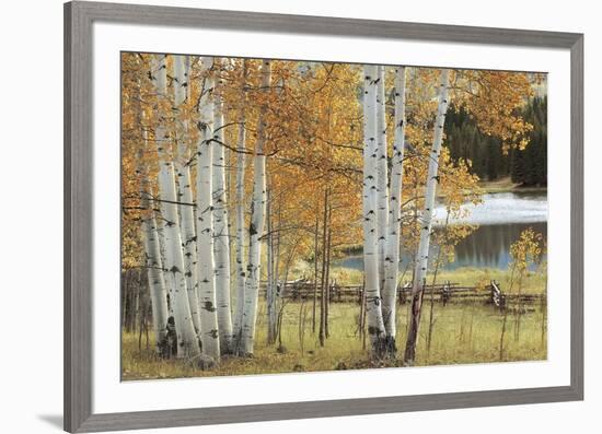 Birch Beauty-Mike Jones-Framed Giclee Print