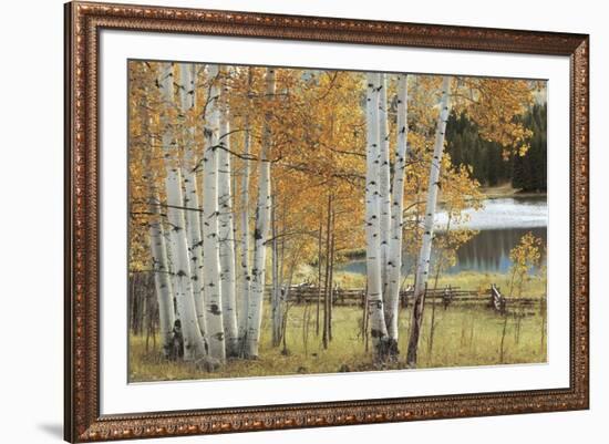 Birch Beauty-Mike Jones-Framed Giclee Print