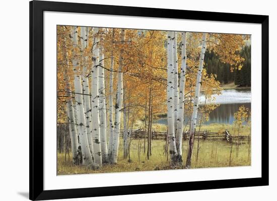 Birch Beauty-Mike Jones-Framed Giclee Print