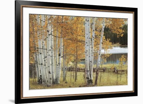 Birch Beauty-Mike Jones-Framed Giclee Print