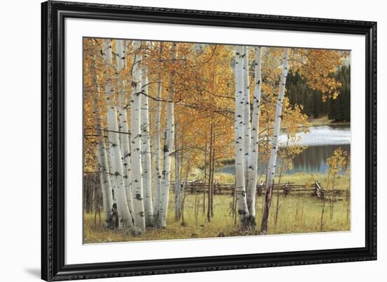 Birch Beauty-Mike Jones-Framed Giclee Print