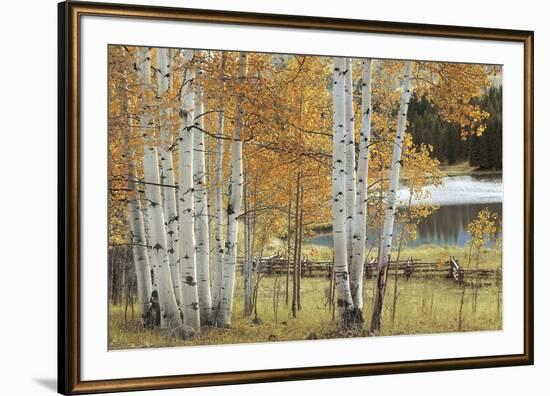 Birch Beauty-Mike Jones-Framed Giclee Print