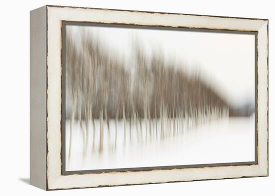 Birch Blur I-Larry Malvin-Framed Premier Image Canvas