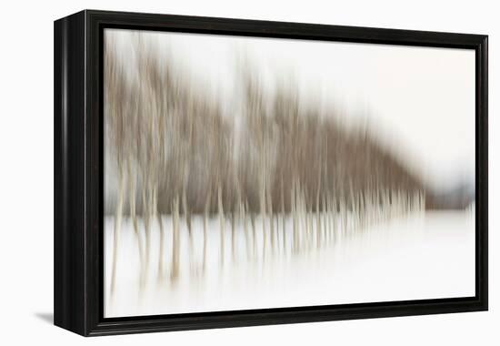 Birch Blur I-Larry Malvin-Framed Premier Image Canvas