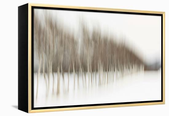 Birch Blur I-Larry Malvin-Framed Premier Image Canvas