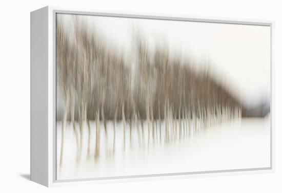 Birch Blur I-Larry Malvin-Framed Premier Image Canvas